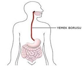 Yemek Borusu Nedir? Yemek Borusu Nedir?